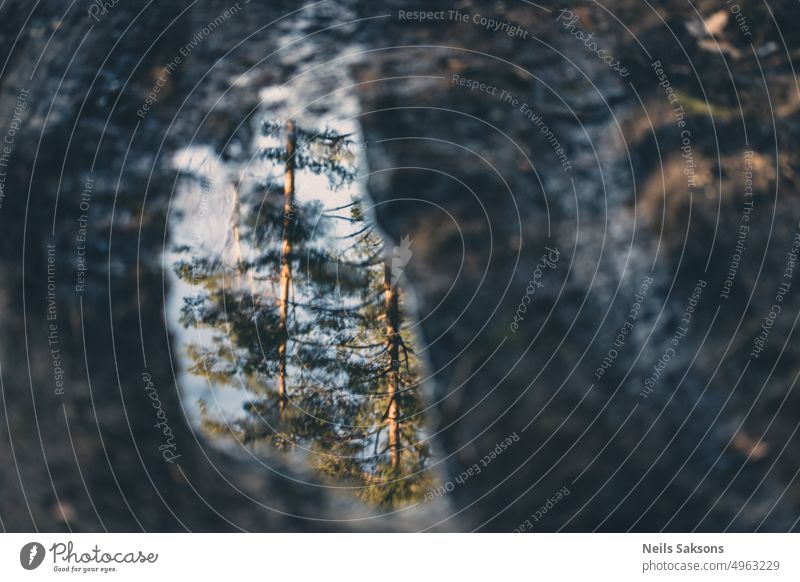 reflection of trees in puddle on mud road abstract background bark beautiful branch brown closeup cold detail forest forest road green leaf macro mirror moss