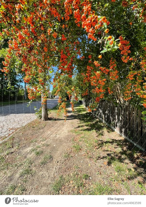 Sea buckthorn - bush overhanging , with many berries Sallow thorn Orange Fruit Nature Berries Shallow depth of field Exterior shot Detail Deserted Close-up