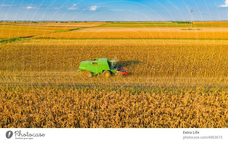 Aerial view of combine, harvester machine harvest ripe sunflower Above Agricultural Agriculture Agronomy Cereal Combine Country Crop Cultivated Cultivation Cut