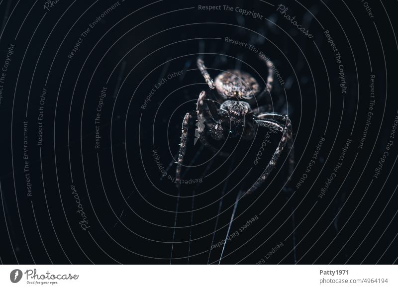 Macro shot of a spider in a web. Spider Net Creepy somber Moody Eerie Insect Fear Close-up Macro (Extreme close-up) Animal Spider's web Nature Disgust