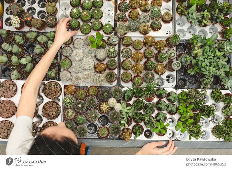 Close-up of a garden centre worker's hands dealing with plants plant nursery smiling positivity nature gardening cultivate growth hobby freshness growing flora