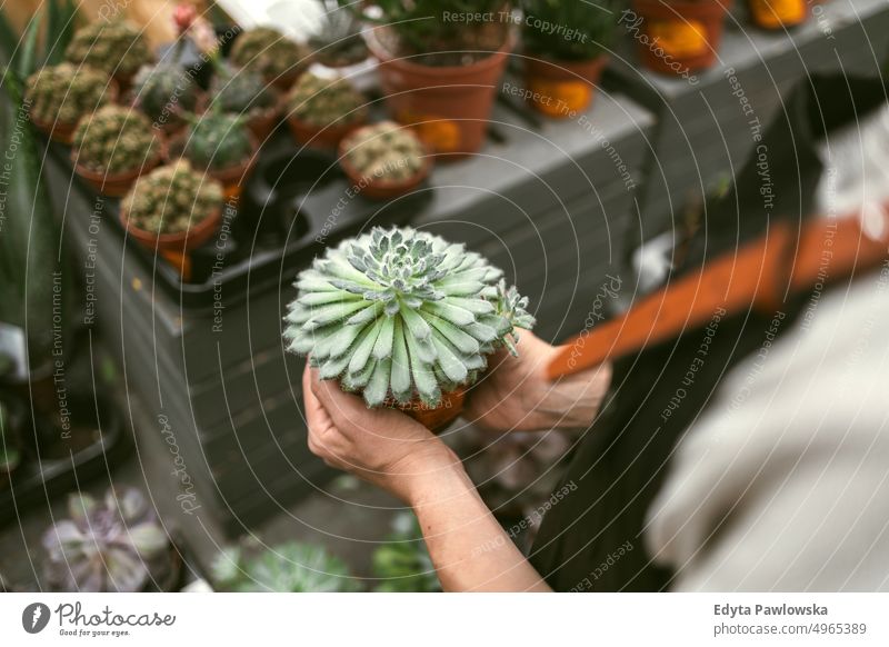 Close-up of a garden centre worker's hands dealing with plants plant nursery smiling positivity nature gardening cultivate growth hobby freshness growing flora