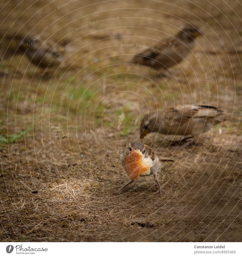 Young sparrow with big piece of bread in beak Sparrow Sparrows Sparrow family Animal Feeding hungry To feed Brown Animal portrait Bird Starve Bread