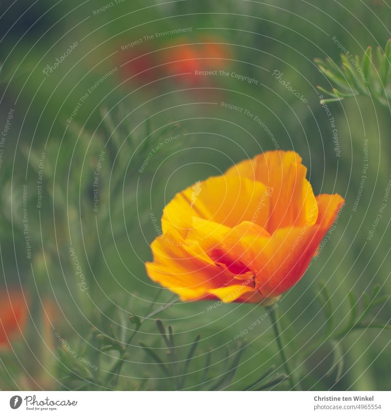 A little summer poppy nightcap California poppy California red poppy Eschscholzia californica Poppy Flower Blossom Nature Blossoming Summer Poppy blossom