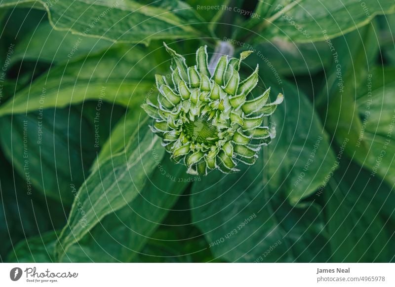 A young purple coneflower in the garden spring natural color nature leaf day background Purple Coneflower summer perennial natural condition flower head