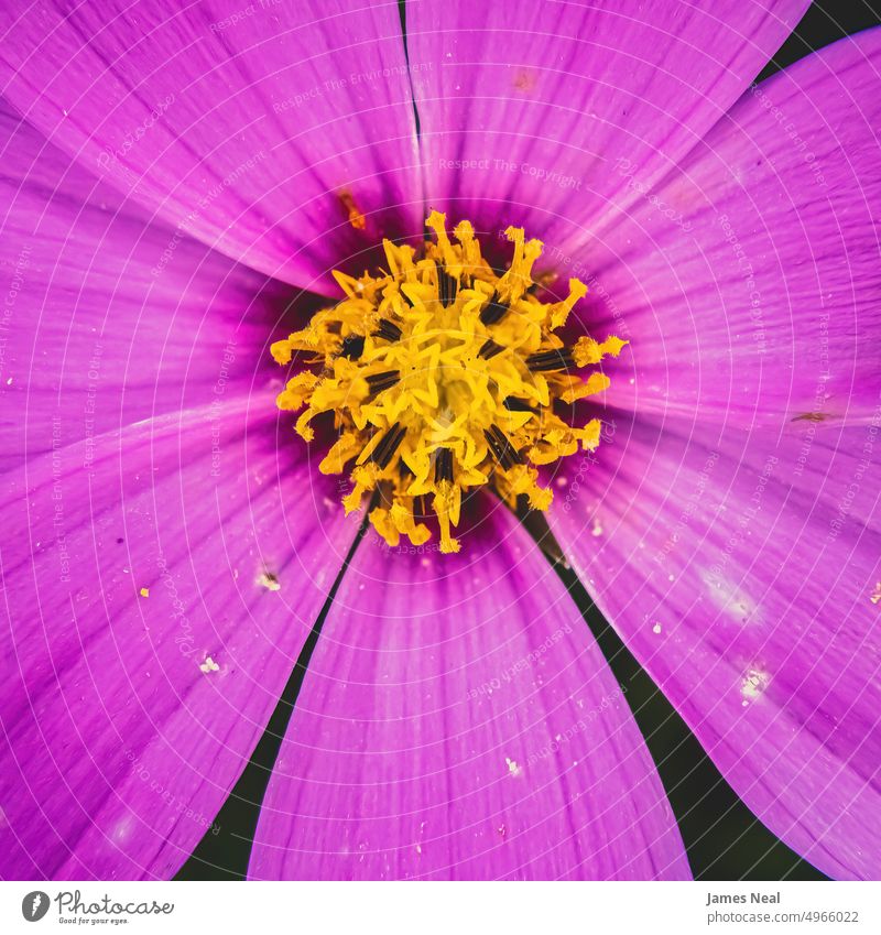 Close-up purple daisy in garden grass spring color flowers leaf day meadow background summer macro flora natural condition flower head petal yellow green color