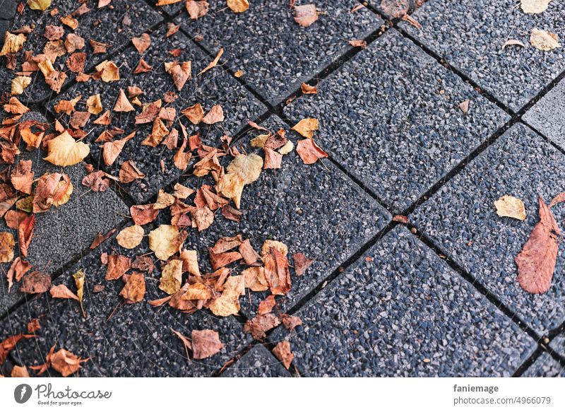 fall leaves fall leaves fall leaves Autumn leaves Orange Brown Decompose Autumnal Dry Archaic trottoir Sidewalk tiles off foliage Tree Deciduous tree Nature