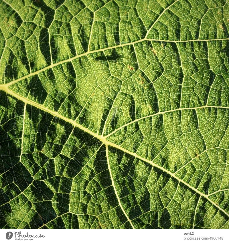 Biomorph Leaf Rachis Green naturally Bright Colours Fine Bright green Design Near Life Nature Plant Colour photo Detail Pattern Structures and shapes Close-up