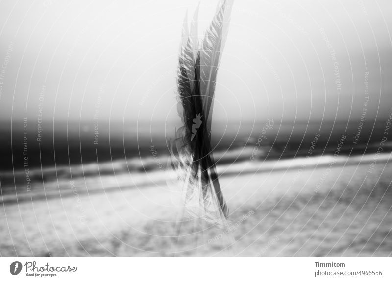 A feather on the North Sea beach Feather Horizon Sky Vacation & Travel Beach Waves Sandy beach Nature Black & white photo multiple exposure Movement Denmark