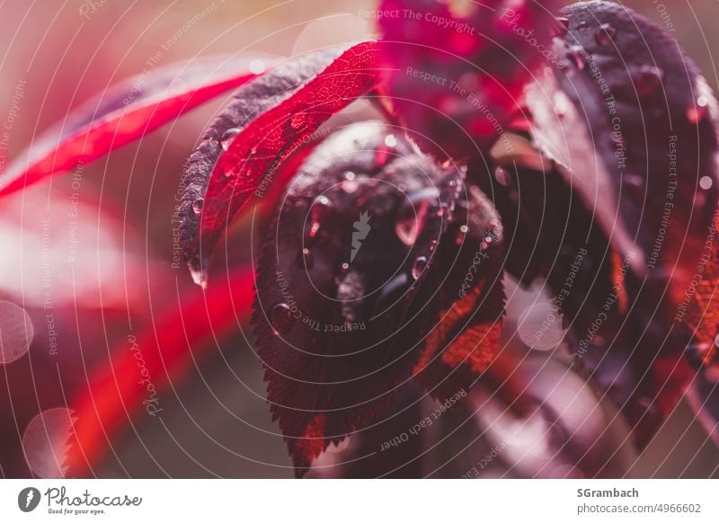 Blood plum bush after rain in sunlight with drops and bokeh blood plum cherry plum Prunus cerasifera shrub leaves raindrops Drops of water Plant Leaf Close-up