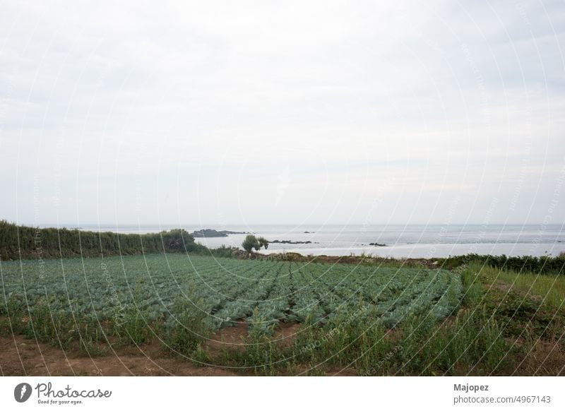 Land with growing cabbages near the ocean. Batz island, France day countryside meadow coast view clouds outdoor green landscape nature summer agriculture