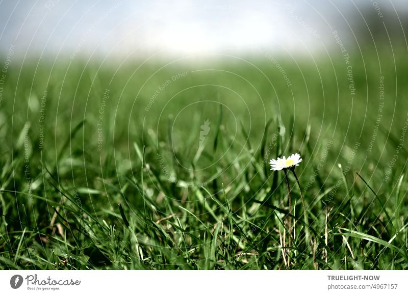 All are already gone, only two daisies in love (Margritli) remained close together on large meadow by the river Meadow Green green meadow Lawn Daisy