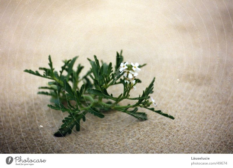 desert flower Beach Flower France Atlantic Ocean Green Sand Dry Grain of sand Gray White Delicate Beach dune Desert Water Thirst