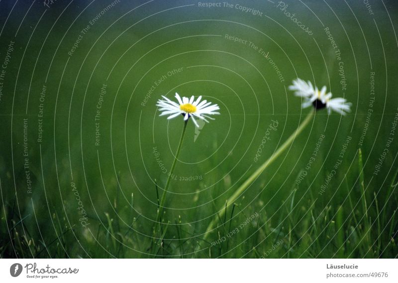 daisy II Summer Daisy Flower Meadow Grass Green Jena