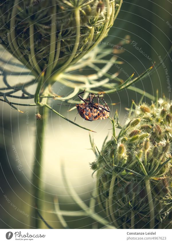 Striped bug climbing upside down between two umbels of wild carrot. Firebug Climbing Nature Animal Bug Insect Red Plant Garden hovering Hover Crawl hang out