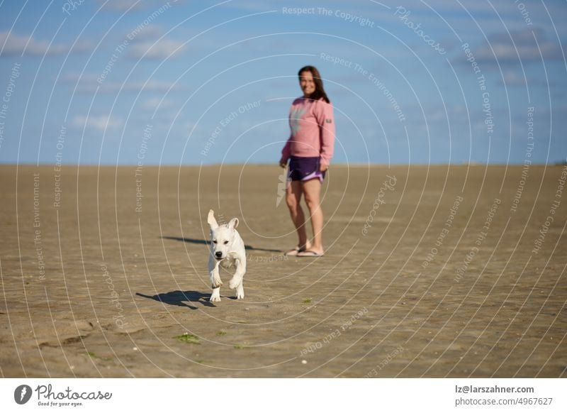 Young woman playing with a her puppy at the seaside splashing in a shallow pool at the edge of the ocean on a hot summer day dog adorable labrador retriever