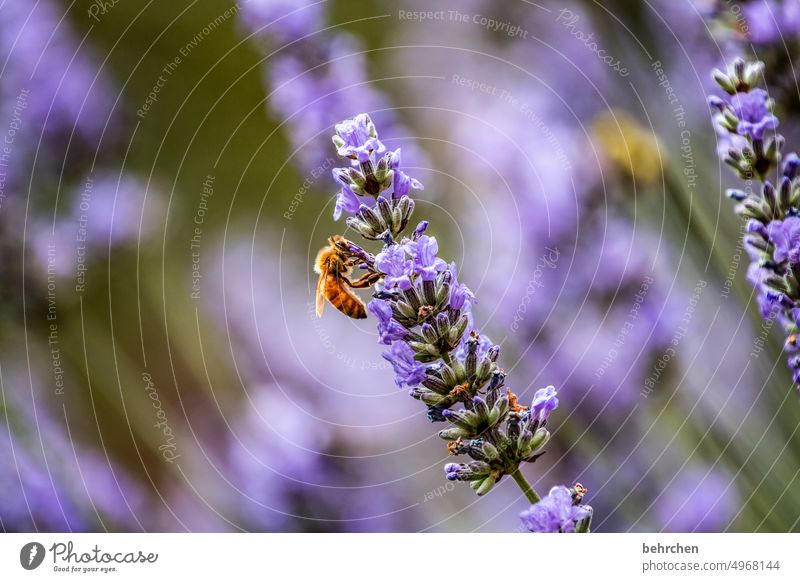 close to nature | habitat Animal portrait blurriness Sunlight Deserted Detail Close-up Exterior shot Colour photo Delicate Honey Diligent Pollen Nectar Summery