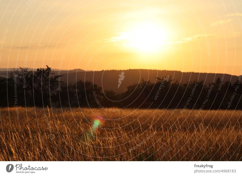 Sunset in nature Sunlight Summer sunset mood sunshine Nature Nature photo Evening sun evening mood Field grasses trees