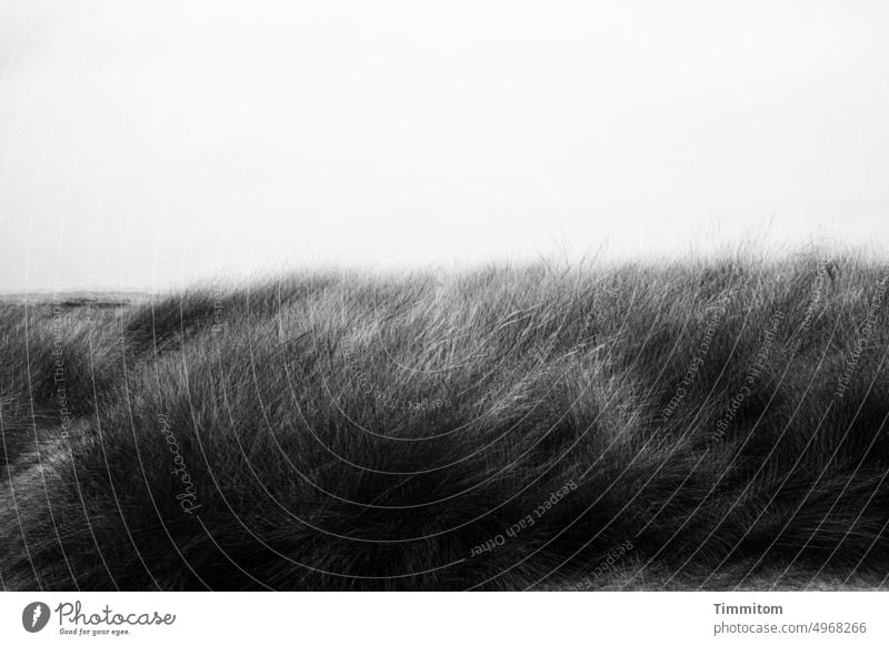 Wind in dune grass Movement Grass Marram grass multiple exposure Nature Sky Denmark Exterior shot Landscape Black & white photo Dark light and dark