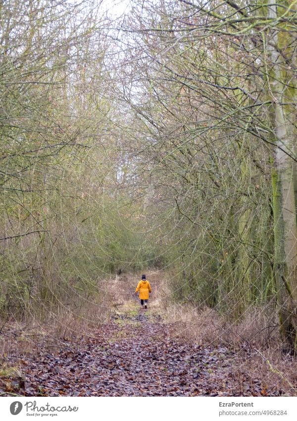 go Human being 1 Individual 1 Person A human Forest Tree trees foliage To go for a walk Walking Going off Landscape Hiking forest path Autumn