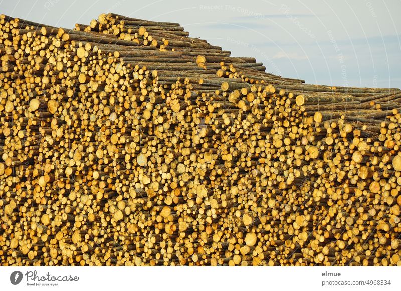 huge pile of logs / timber / bioenergy / wood market Wood tree trunks Bio-energy Stack of wood Wood Market Timber Renewable energy wood processing Energy source