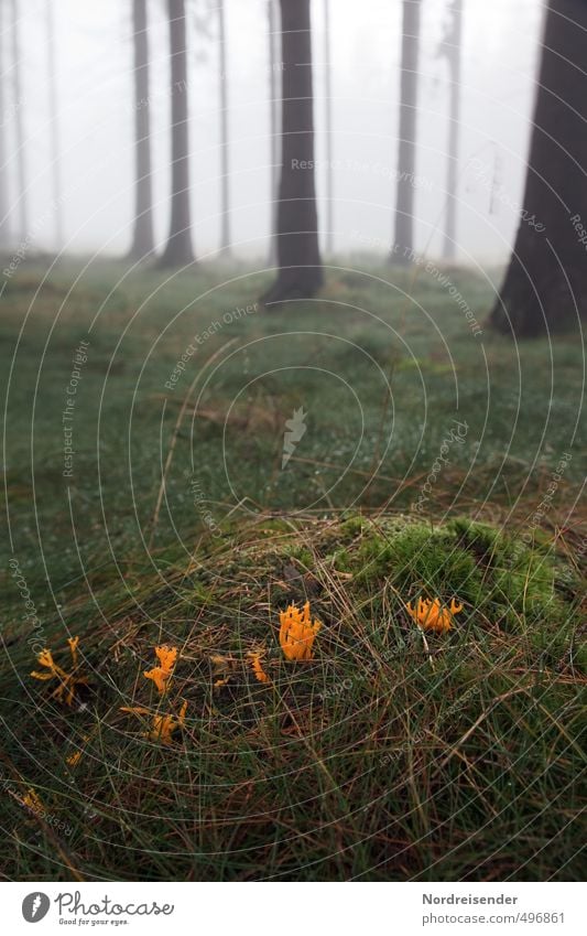 golden coral Senses Relaxation Calm Meditation Trip Hiking Agriculture Forestry Nature Plant Autumn Weather Fog Tree Grass Mysterious Mushroom Woodground