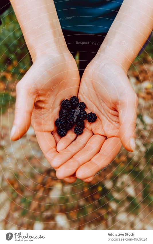 Faceless female with blackberry in hands in forest woman nature tourist hike sweet tasty travel adventure activity recreation autumn freedom trekking delicious