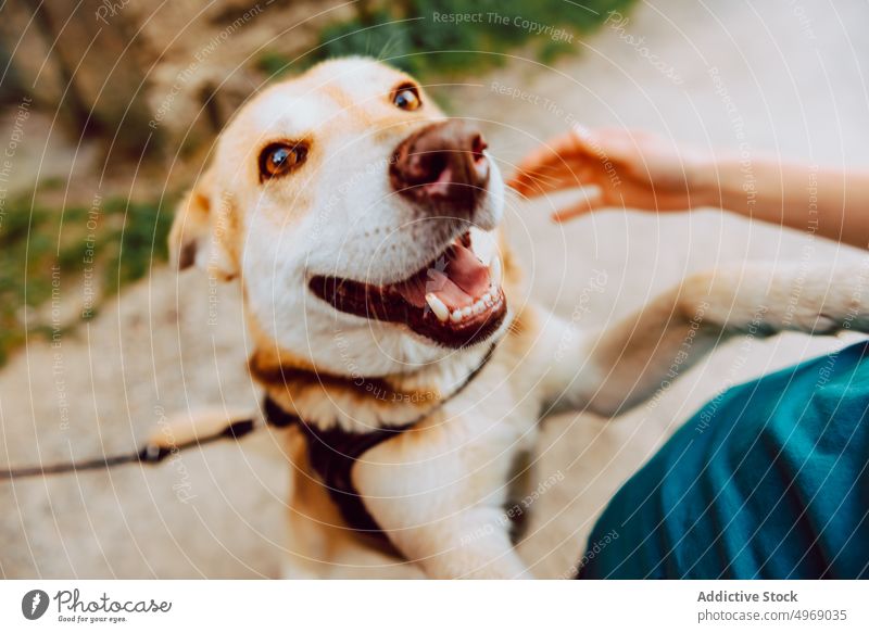 Happy Shiba Inu dog walking in park shiba inu happy pedigree pet hike breed excited domestic canine mountain cheerful animal glad leisure purebred companion