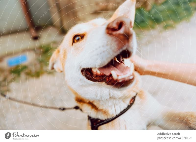 Happy Shiba Inu dog walking in park shiba inu happy pedigree pet hike breed excited domestic canine mountain cheerful animal glad leisure purebred companion