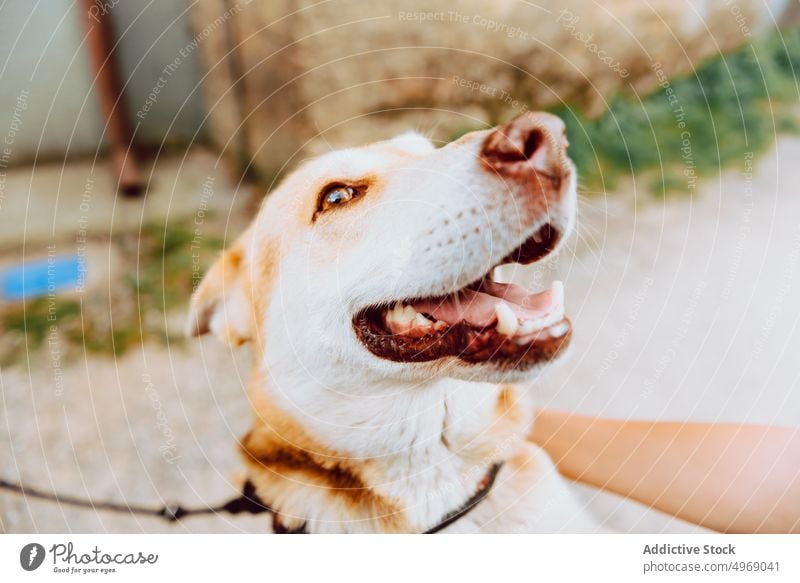 Happy Shiba Inu dog walking in park shiba inu happy pedigree pet hike breed excited domestic canine mountain cheerful animal glad leisure purebred companion