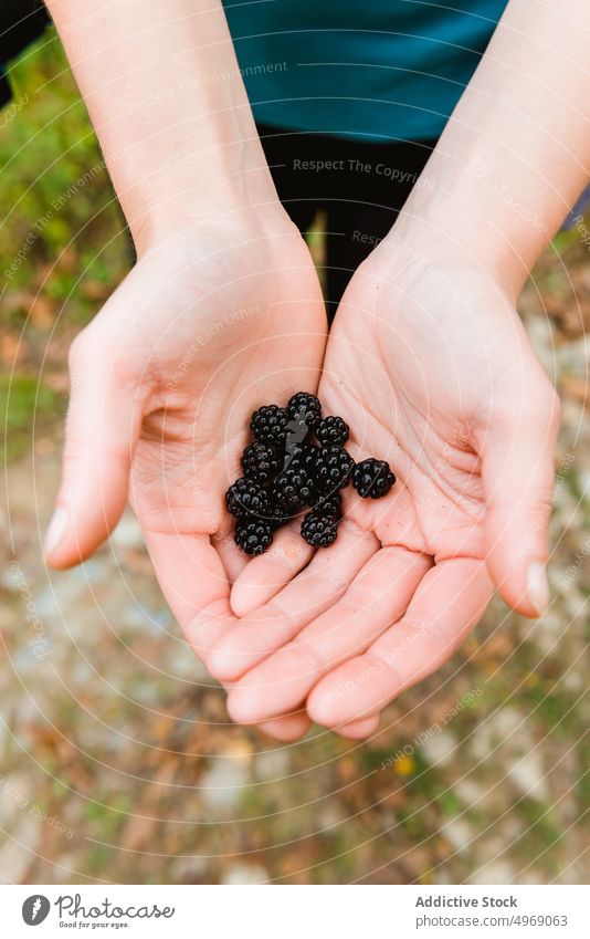 Faceless female with blackberry in hands in forest woman nature tourist hike sweet tasty travel adventure activity recreation autumn freedom trekking delicious