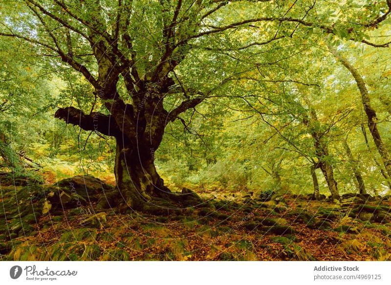 Aged big tree in autumnal forest wood nature landscape park world view moss environment panorama bright colorful scenic fall travel destination location foliage