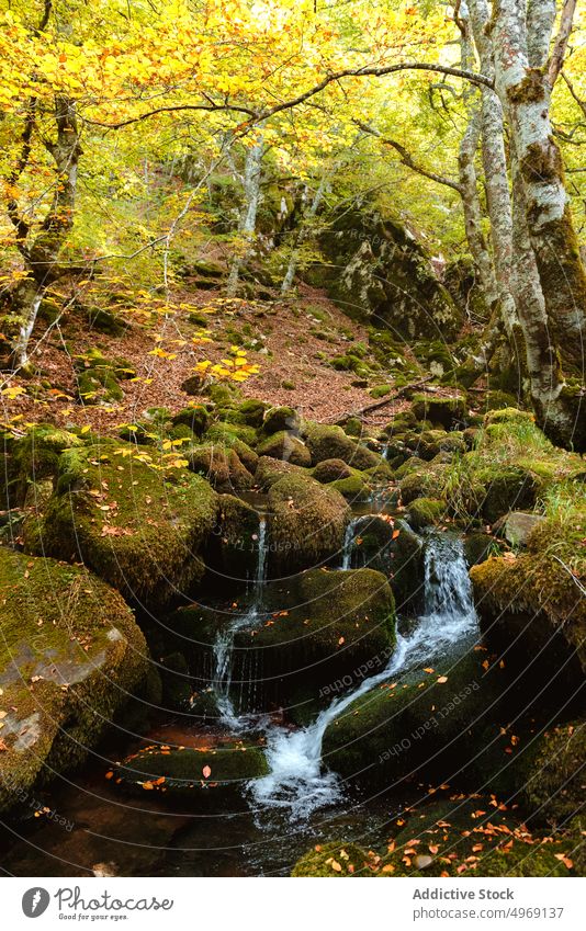 Mountain stream with small waterfalls in autumnal forest nature landscape park mountain world hill view location moss height rock environment panorama bright