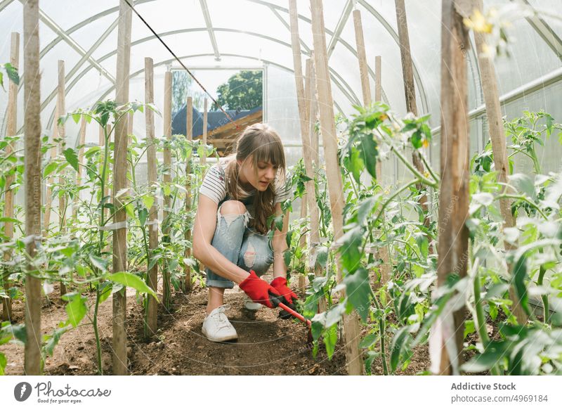 Young woman taking care of cucumbers at greenhouse horticulture agriculture gardening agronomy occupation plant botany female cultivation nature industry