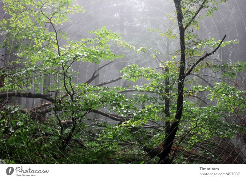 But hope? Environment Nature Plant Autumn Bad weather Fog Rain Tree Forest Branch Death Wood Dark Glittering Wet Natural Green Black Emotions Life