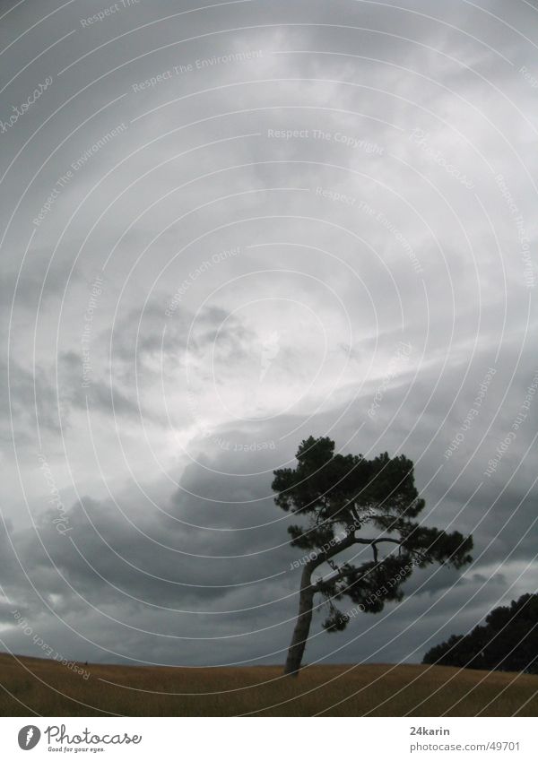 TREE Tree Dark Autumn Clouds Landscape