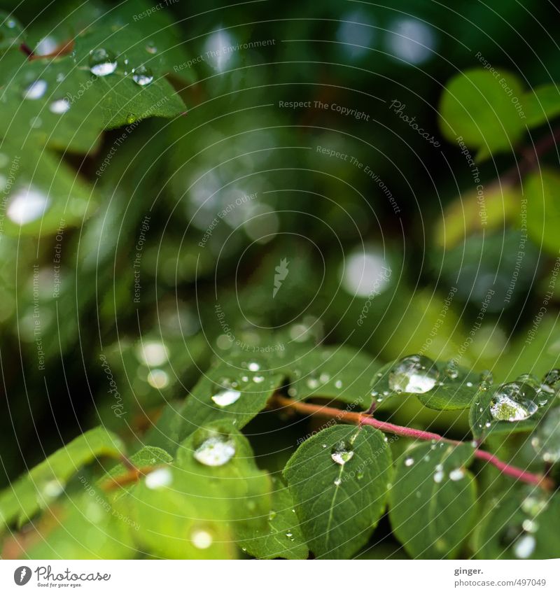 These rainy days Environment Nature Plant Water Drops of water Summer Bushes Leaf Foliage plant Near Wet Green Blur Macro (Extreme close-up) Sphere Rachis Many