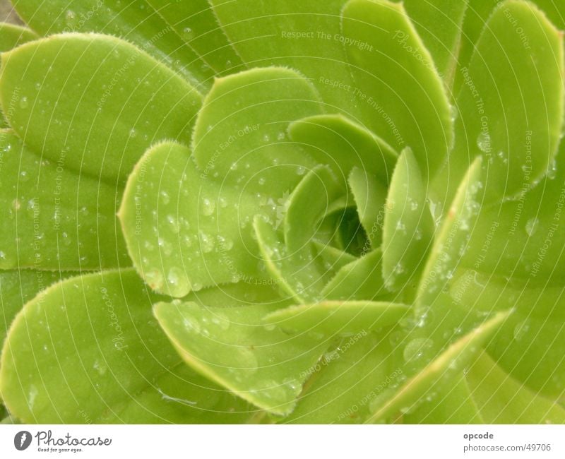 Rosularia serrata Cactus Plant Wet Close-up