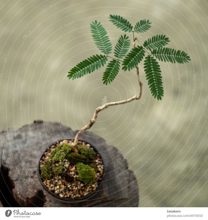 Small tree setting put it in a small pot as a mini bonsai miniature art foliage design little park green nature plant leaf fragility growth botanic botany