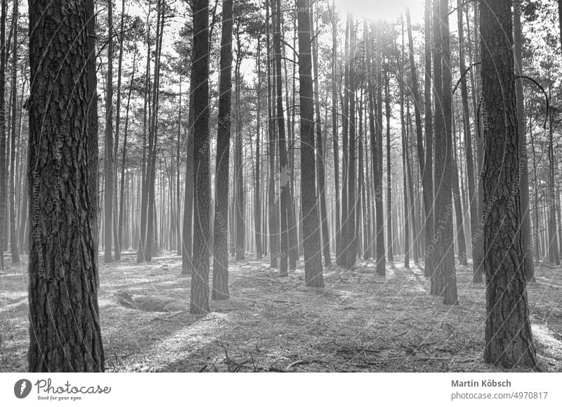 Sunlight falling through a forest of pine trees. Romantic, mythical nature mood. Forest tree trunk moss sun rays grass light ray root green shrub landscape