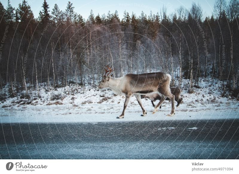 Majestic reindeer, Rangifer tarandus, standing in its natural habitat and looking into the camera during the freezing winter near Rovaniemi, Lapland region, Finland. Wild reindeer along a route