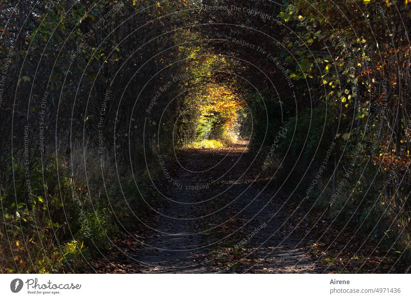 because you always need a goal forest path Light off Bright spot golden Sunlight Hope Autumn Central perspective luminescent To go for a walk Going