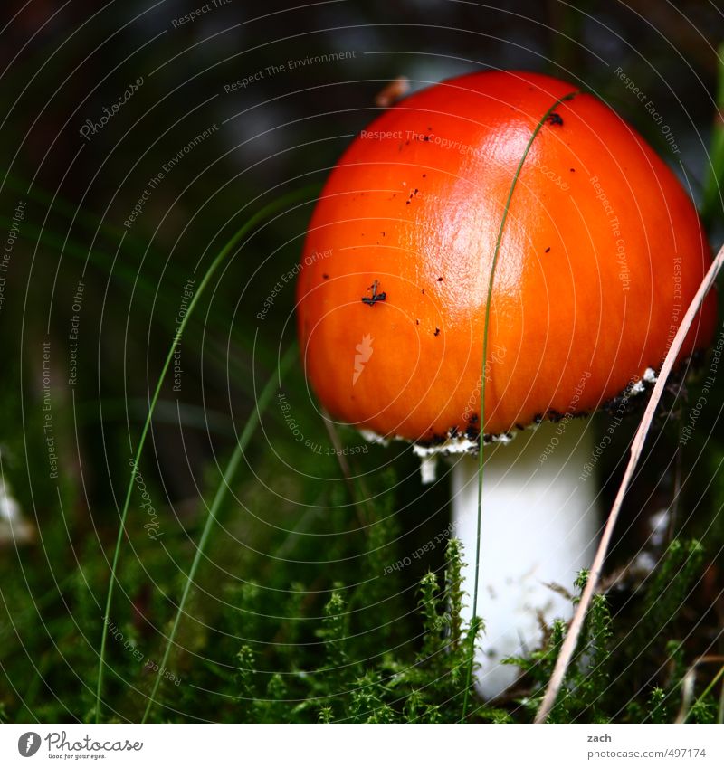 finger food Food Mushroom Mushroom cap Nutrition Nature Autumn Grass Moss Forest Eating Growth Delicious Green Red Amanita mushroom Poison poisonous mushroom