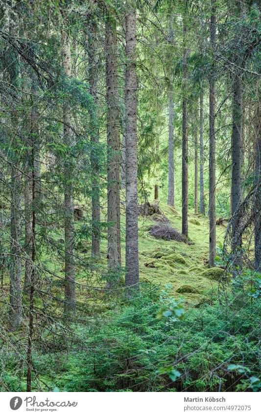 Sunlight falling through a forest of pine trees. Trees and moss on the forest floor Forest tree trunk sun rays grass nature light ray root green shrub landscape