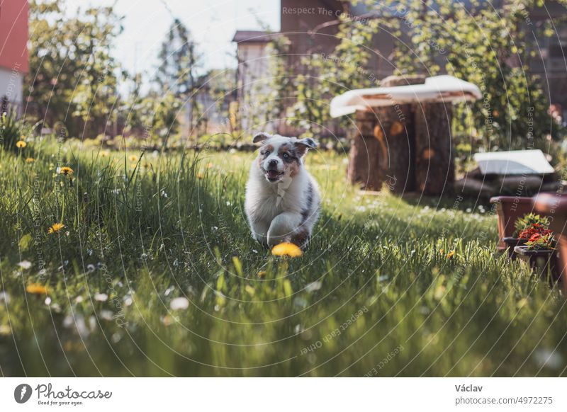 Australian Shepherd puppy running around the garden full of dandelions and another flowers, enjoying his freedom of movement with a smile on his face