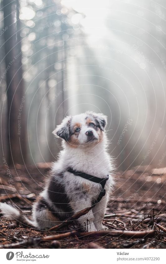 small female Australian Shepherd puppy in colour blue merle sits on a forest path in the middle of the woods, the sunlight shining through the morning mist through the treetops