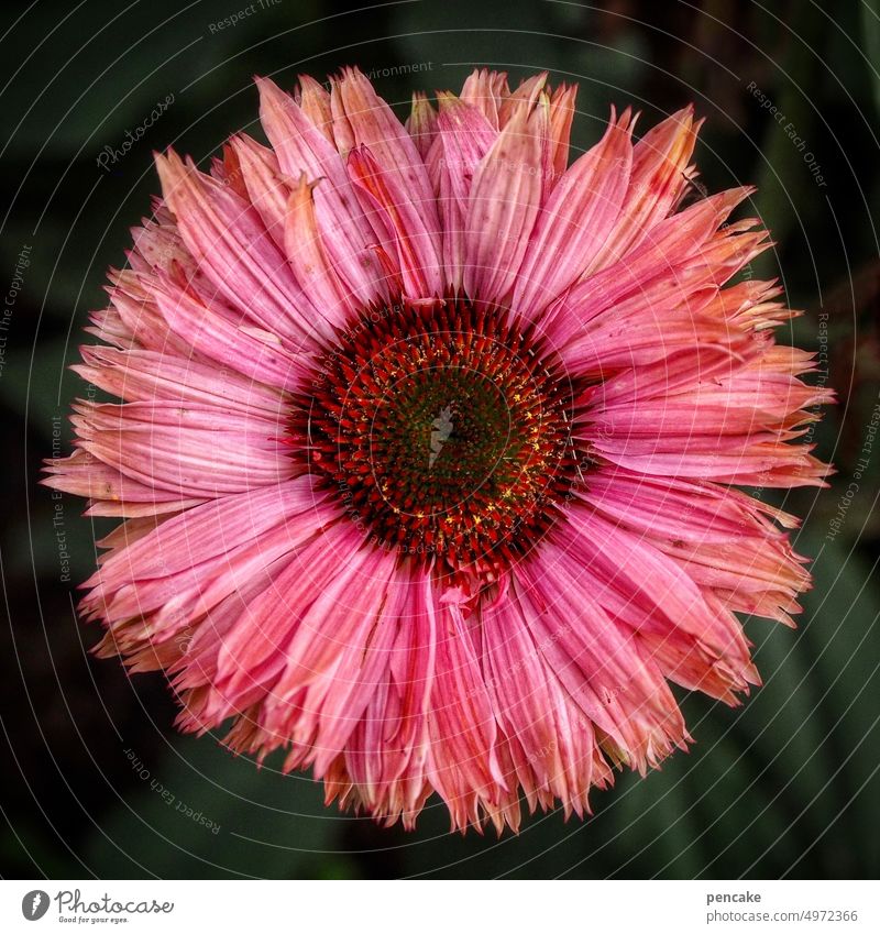 roter sonnenhut Blüte Vogelperspektive roter Sonnenhut Echinacea Blume Pflanze Nahaufnahme Heilpflanze Gesundheit Detail Garten