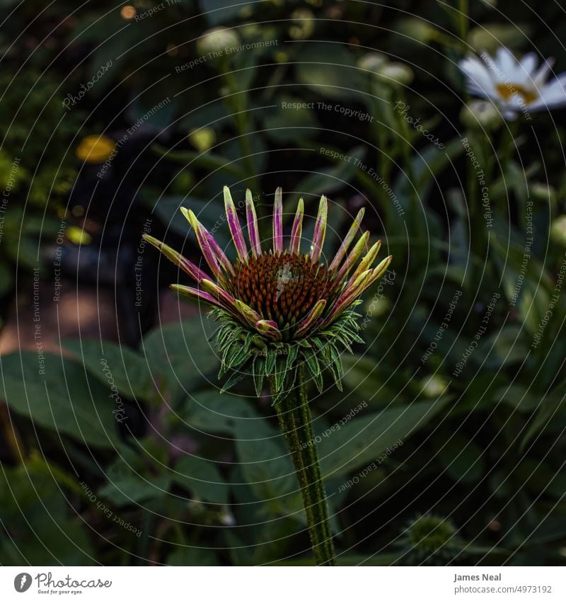 Young Purple Coneflower in garden spring color nature leaf day botany plant perennial cone natural condition flower head wisconsin environment petal petals herb