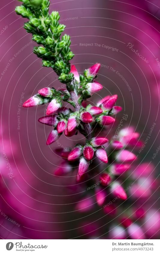 Calluna vulgaris, broom heather, a dwarf evergreen shrub from Central Europe calluna vulgaris broom heathen Ericaceae Heather family dwarf shrub Blossom