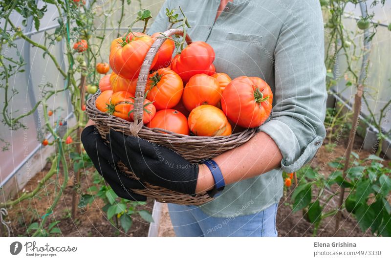 Woman farm worker with basket picking fresh ripe organic tomatoes. Tomato growing in greenhouse. farmer harvest woman vegetable red healthy nature plant growth